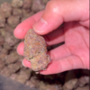 Blackberry cannabis image