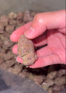 Blackberry cannabis image
